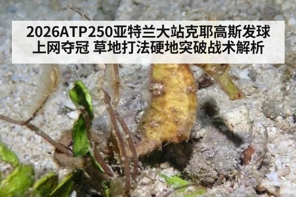 2026ATP250亚特兰大站克耶高斯发球上网夺冠 草地打法硬地突破战术解析
